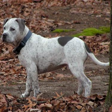 Ruckers Footes Claire Pit Bull.jpg
